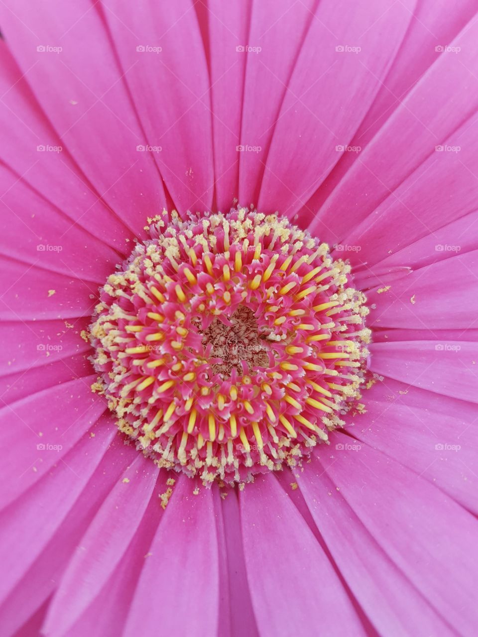 pink flower