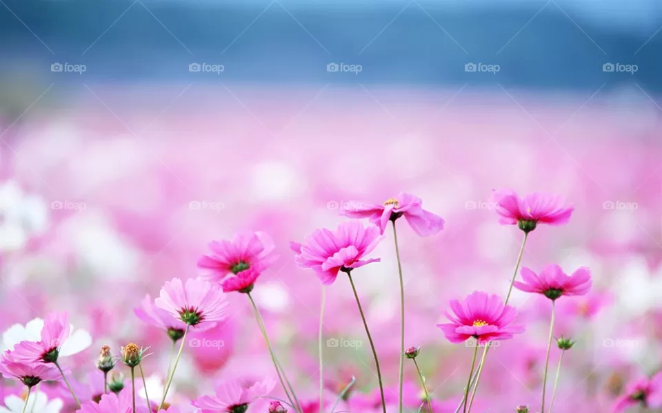 Purple? Pink?