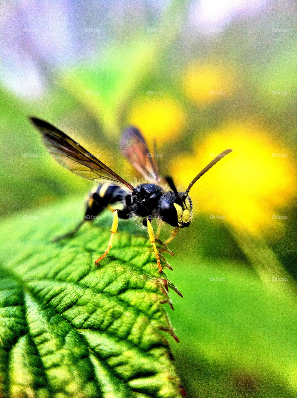 macro sommar summer insect by ka71