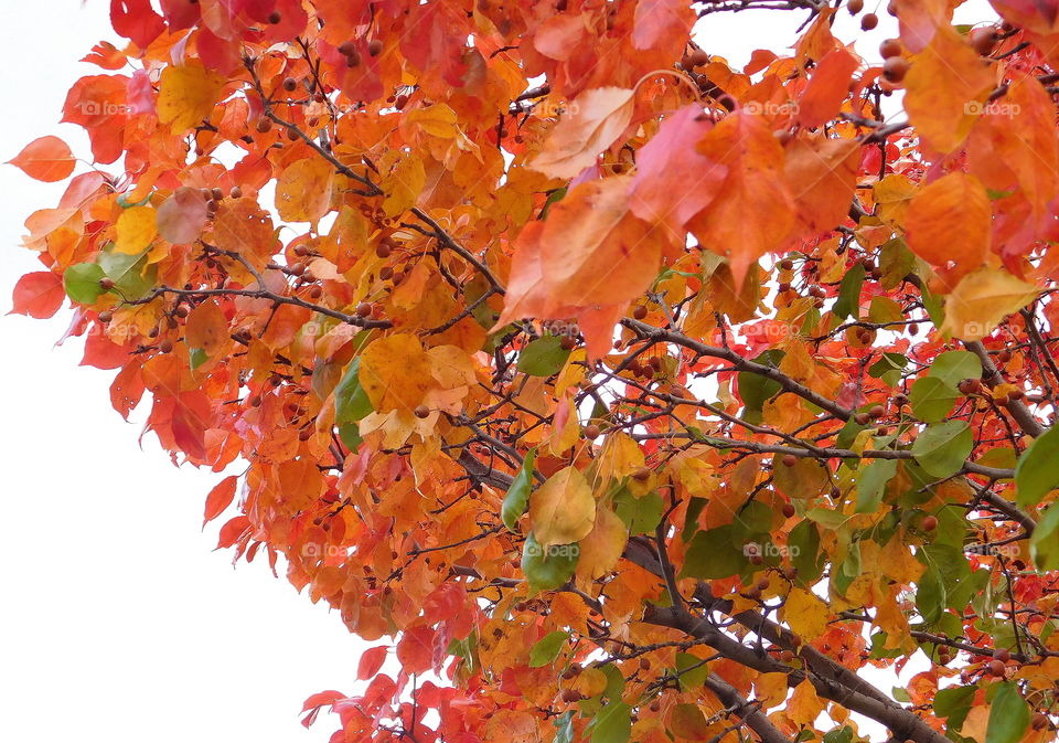 Beautiful Fall leaves in nature