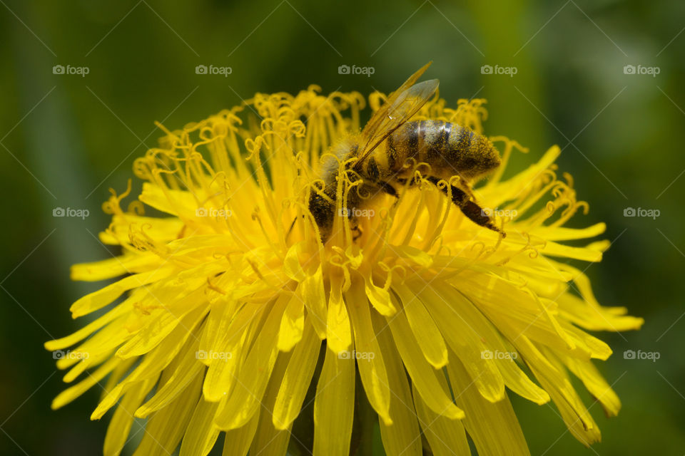 Bee