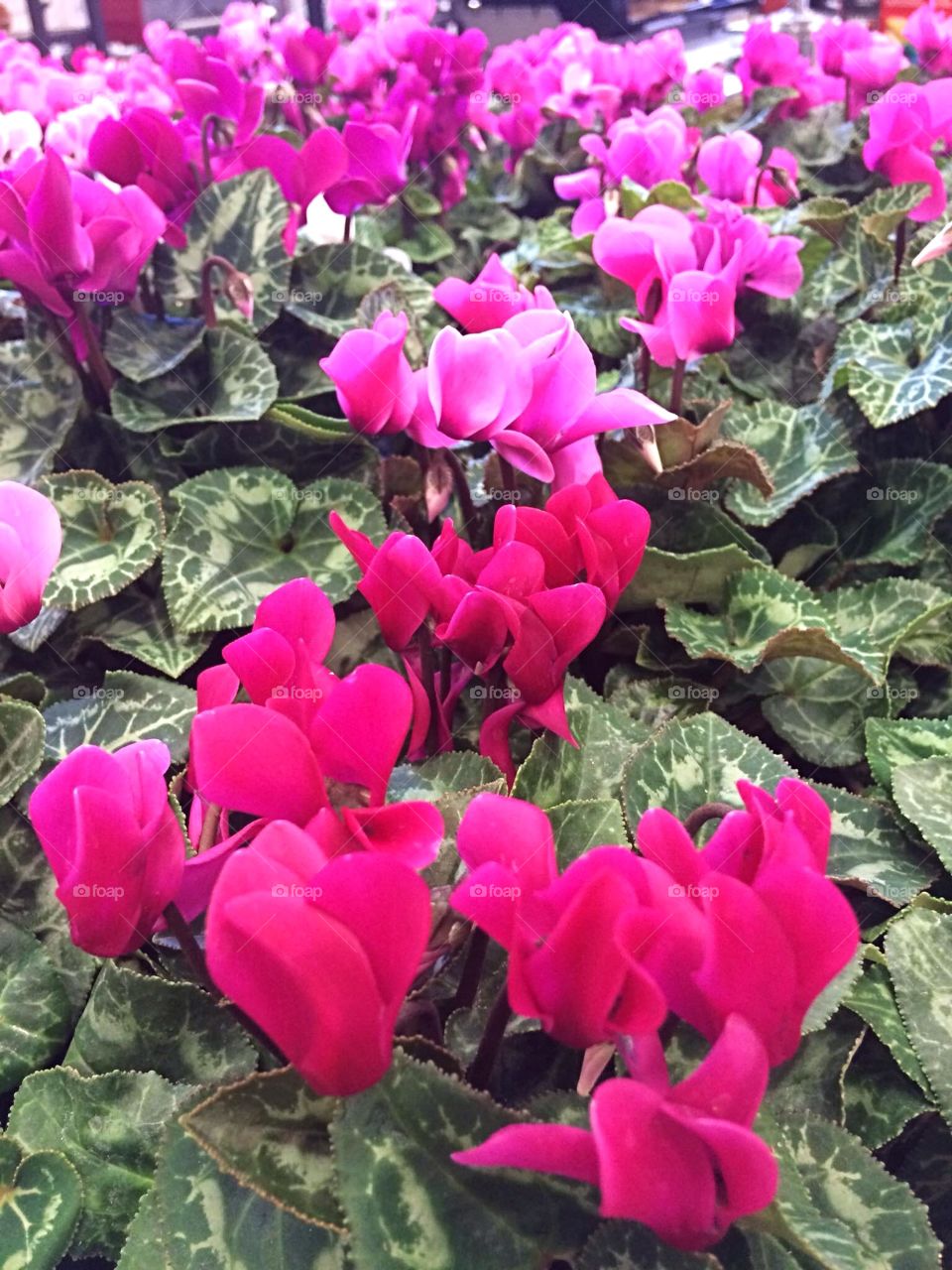 Cyclamen 