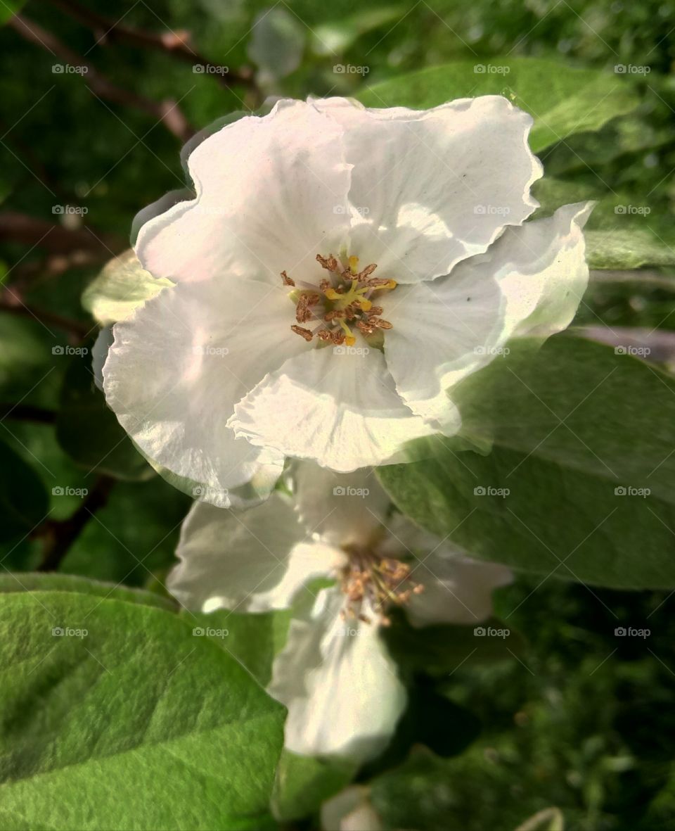 Яблоня в цвету