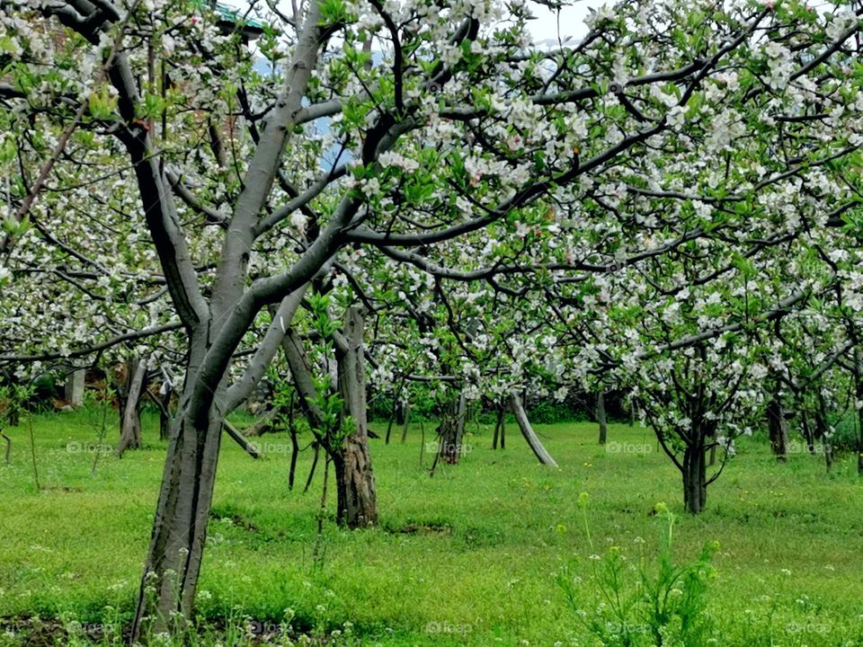 Beautiful Flowering trees