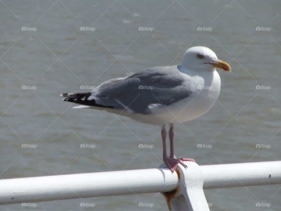 Seagull