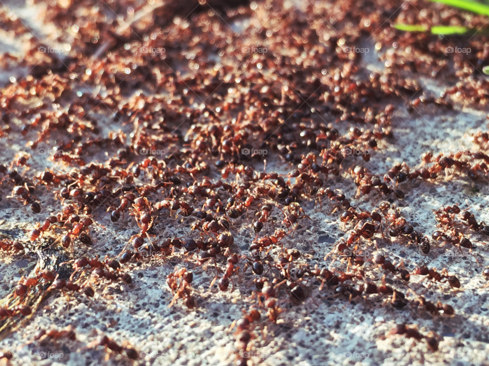 Closeup of a colony of ants