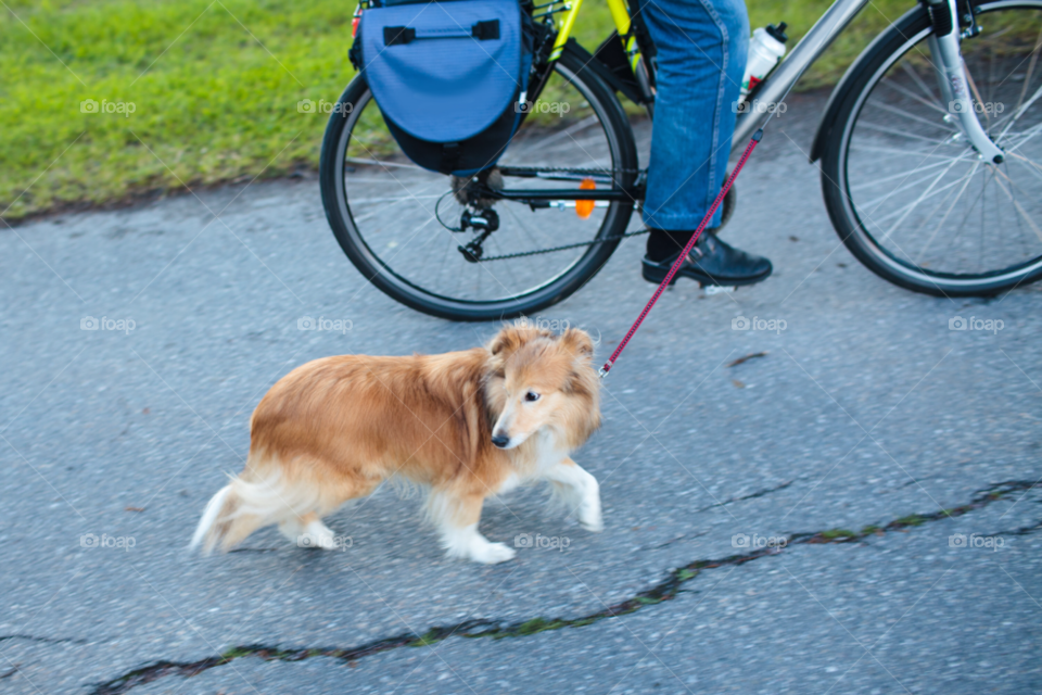 mini animal man puppy by comonline