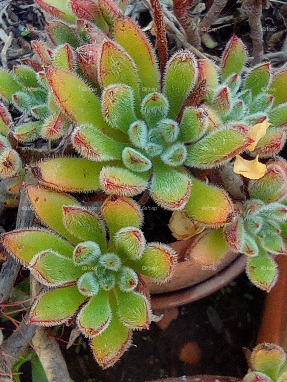 fury succulent / suculenta peluda