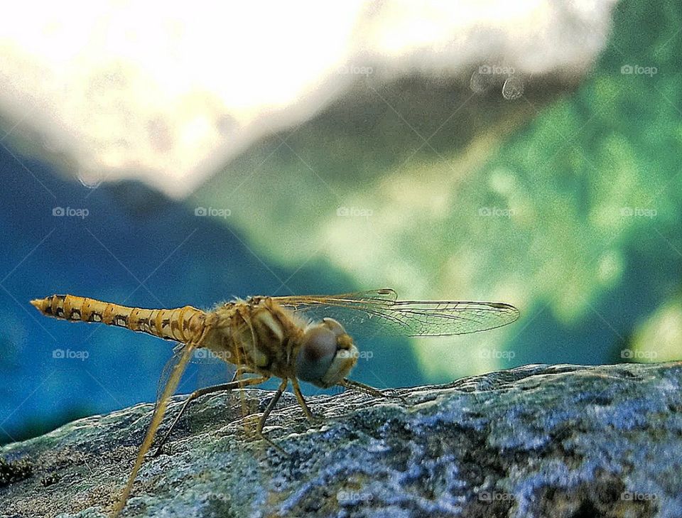 dragonfly