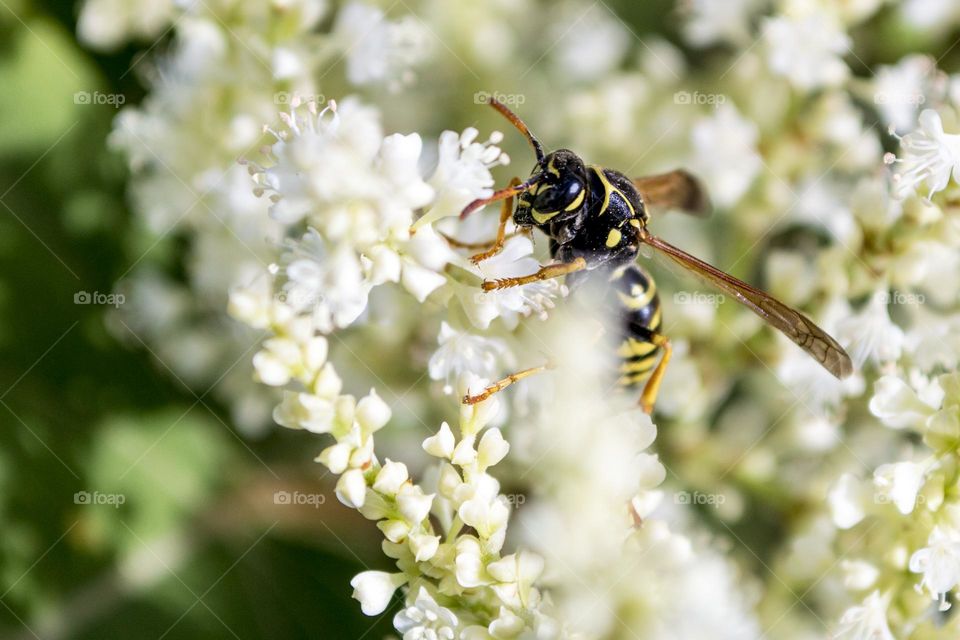 Wasp in early September