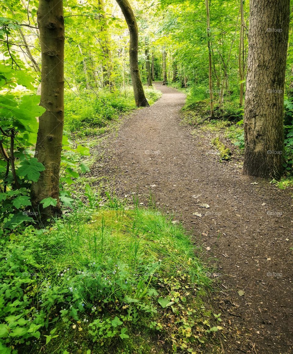 Beautiful lush forest