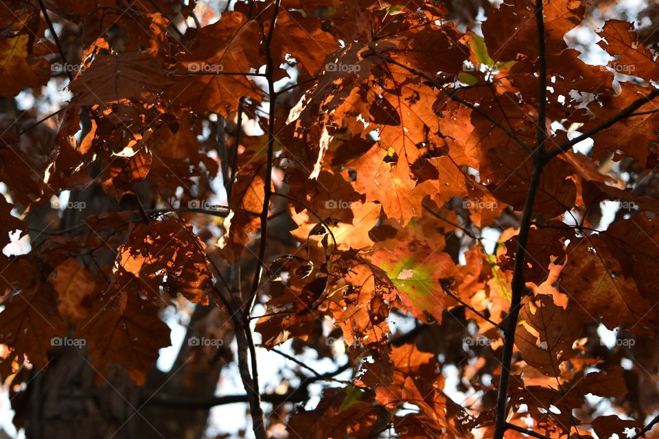 Light through Autumn leaves 