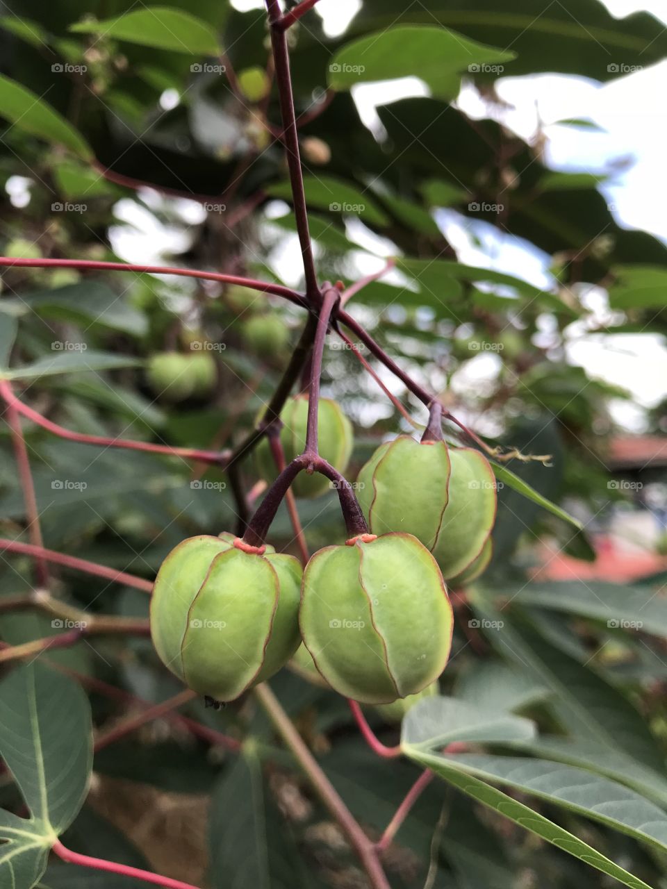 Fruit or What?