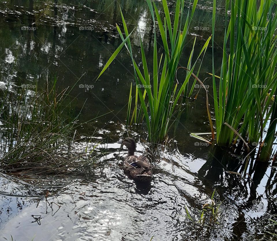 little duck swimming in the pond