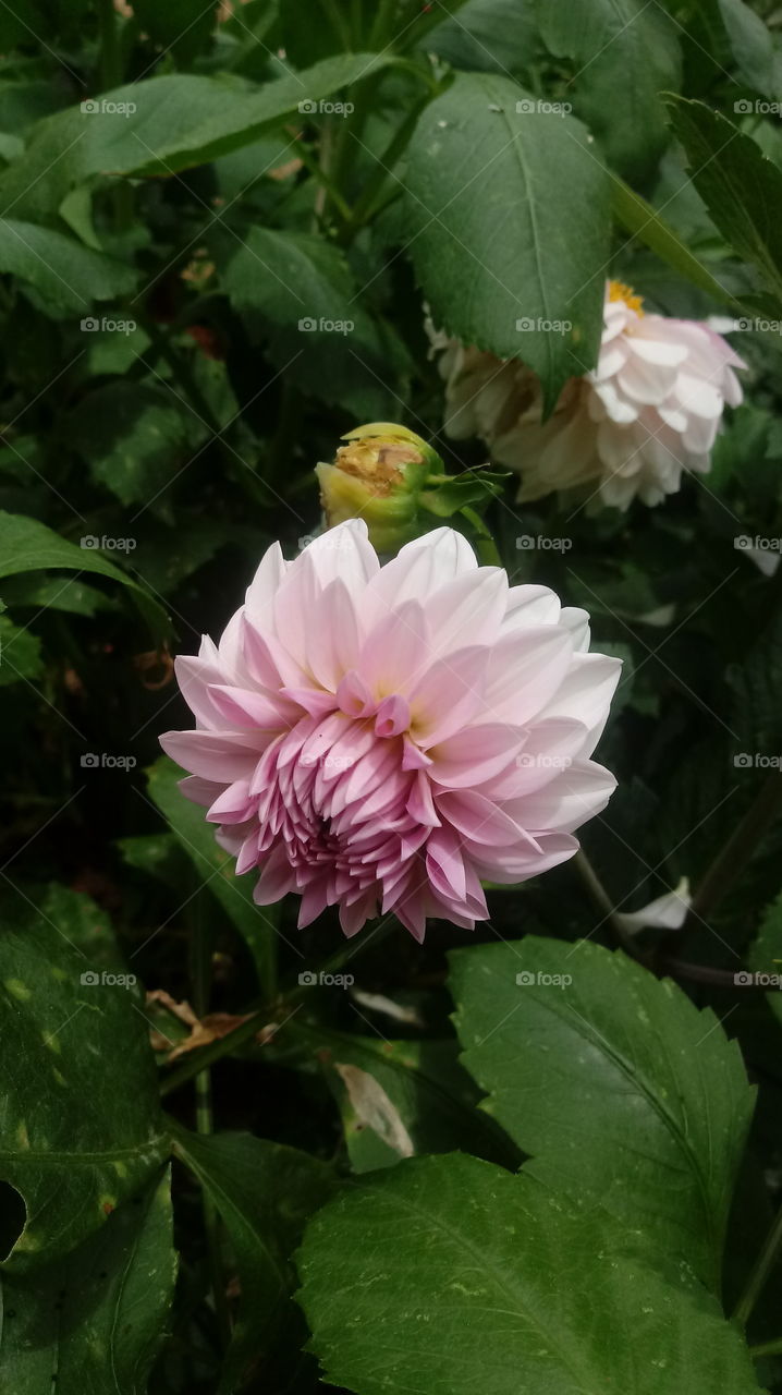 ЦВЕТЕ, РОЗОВО, ГРАДИНА, РОЗОВА ДАХЛИЯ, ЛИСТА.