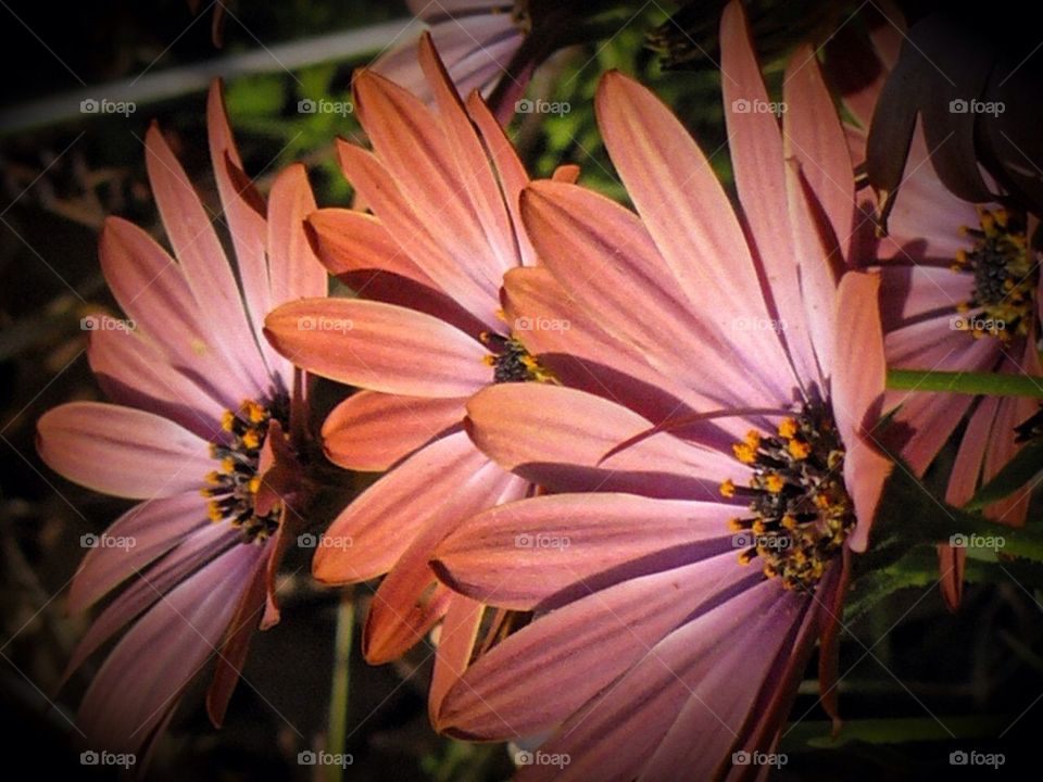 Spring is beautiful two