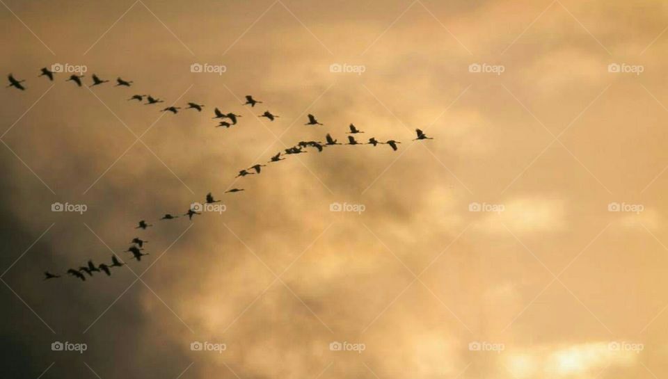departing cranes