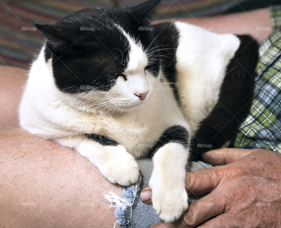 A black and white cat napping on a man's  lap