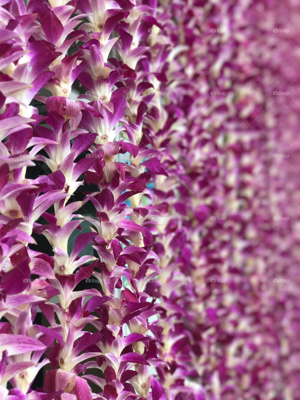 Curtains made of pink Thai orchid flowers