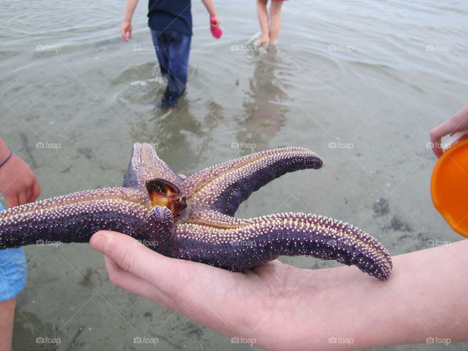 Our girls found this large live purple starfish eating a crab. You can see the last claw sticking out of his mouth. Got to love nature!