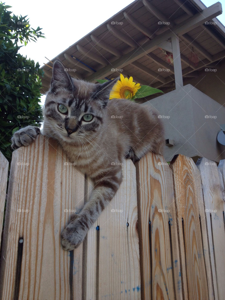 green nature flower cat by analia