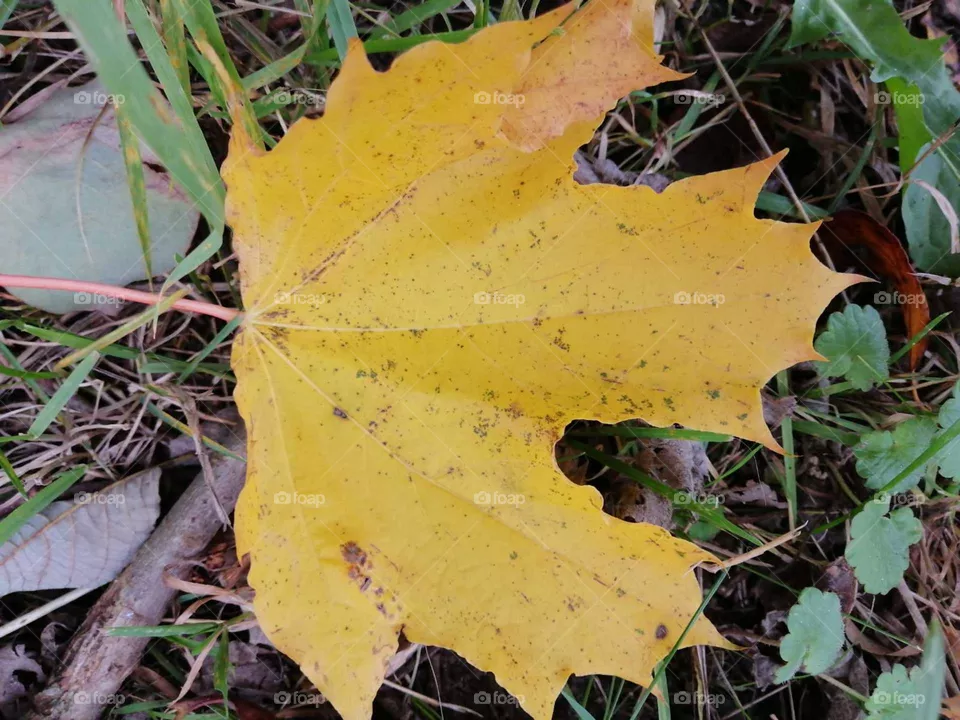 leaf