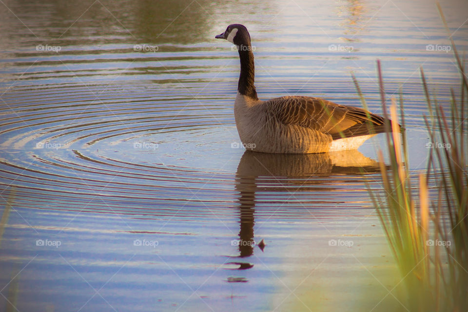 goose in water during sunset