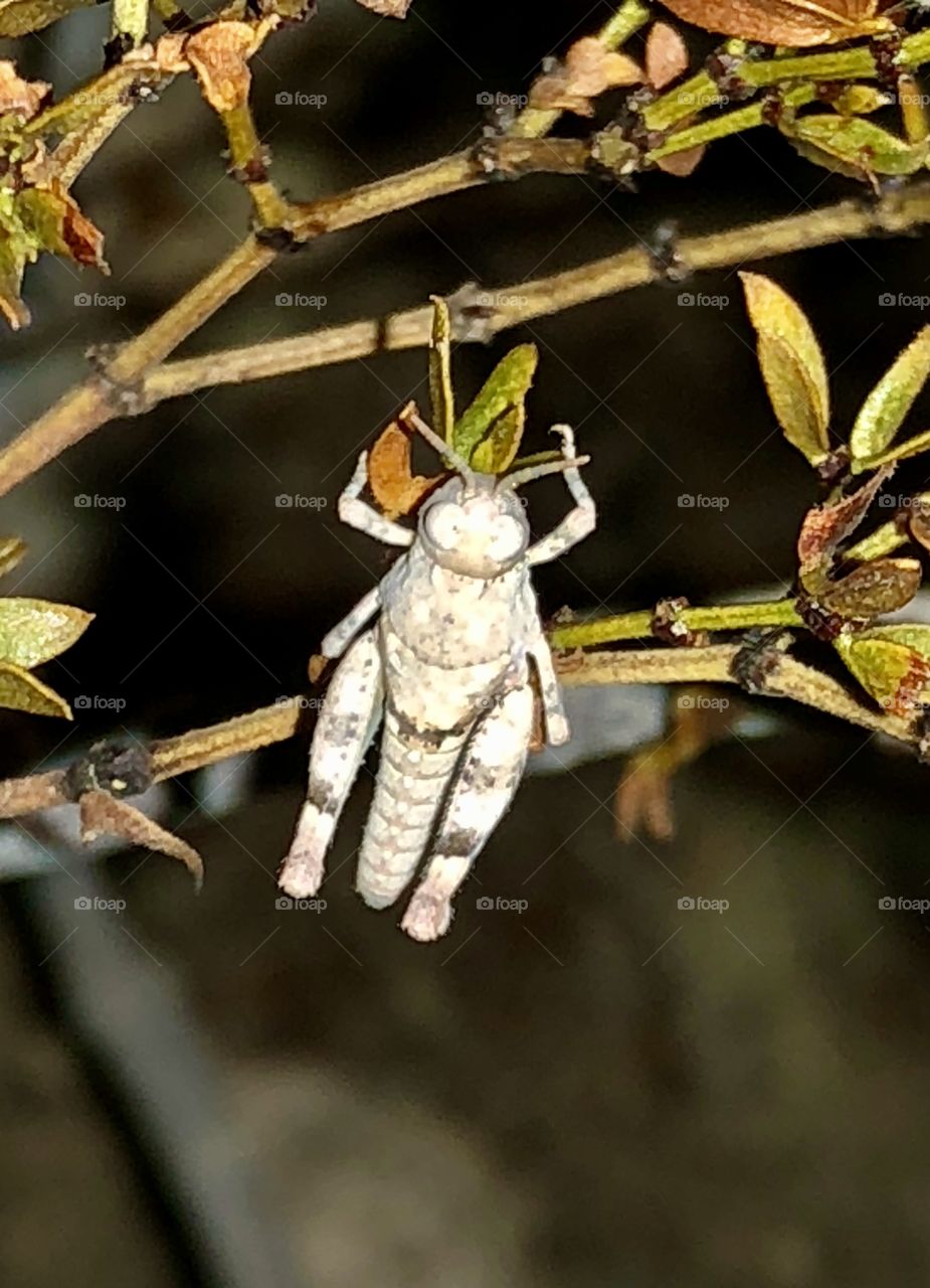 Grasshopper rests on a cresolate bush at night