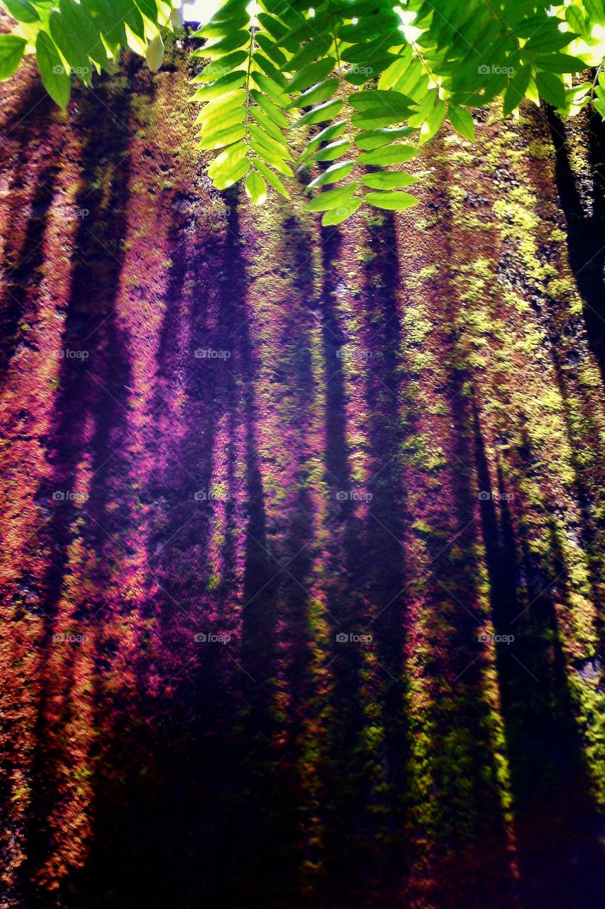 the forest of ...I
the forest of... imagination