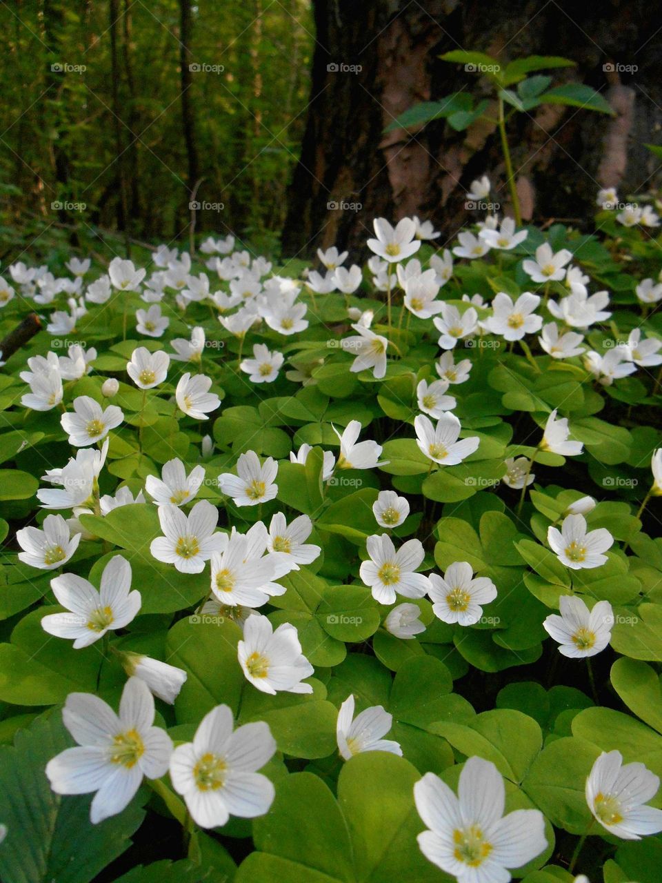 spring flowers in n the forest blooming view from the ground