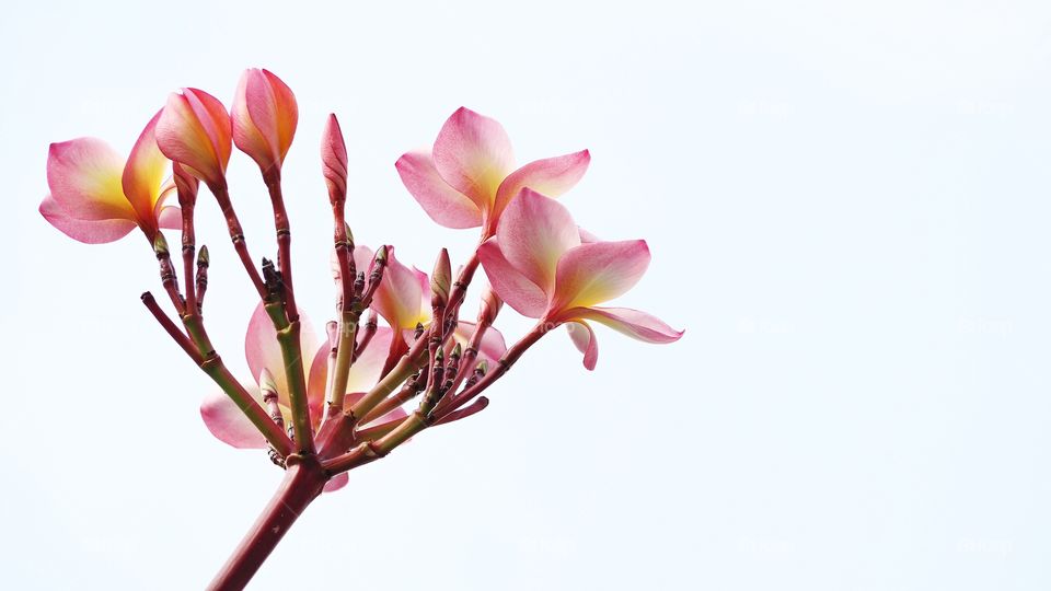 Plumeria flower