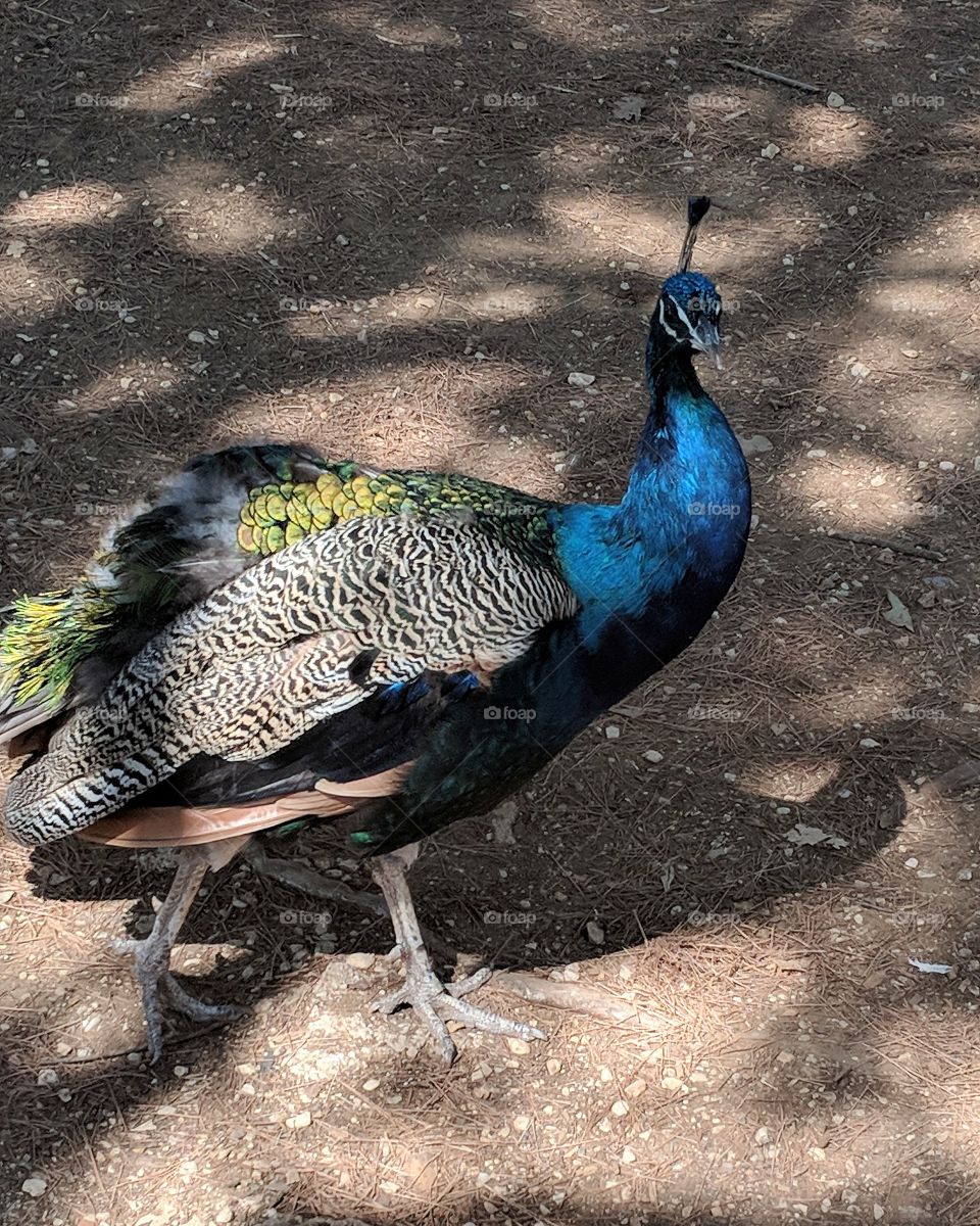 Strut around like a peacock 💙