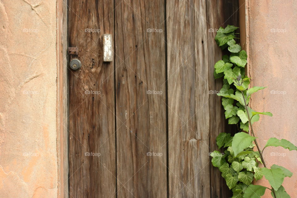 California Wooden Door and Vine. Taken May 2009.