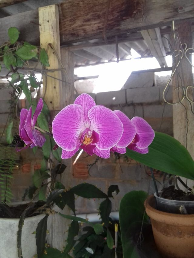flower
