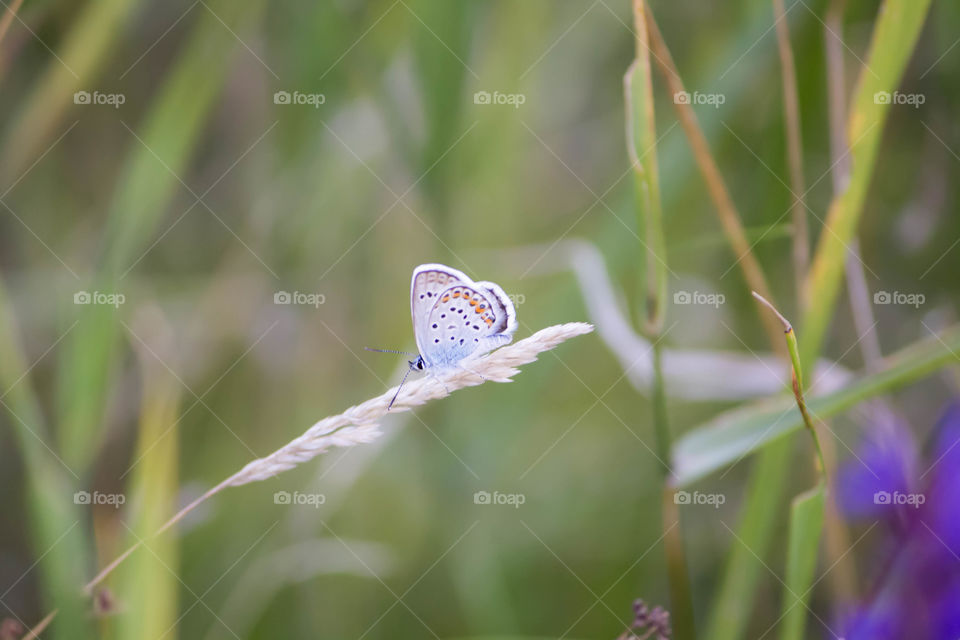 Nature, No Person, Summer, Flower, Flora