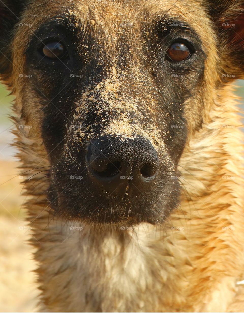 Portrait malinois dog