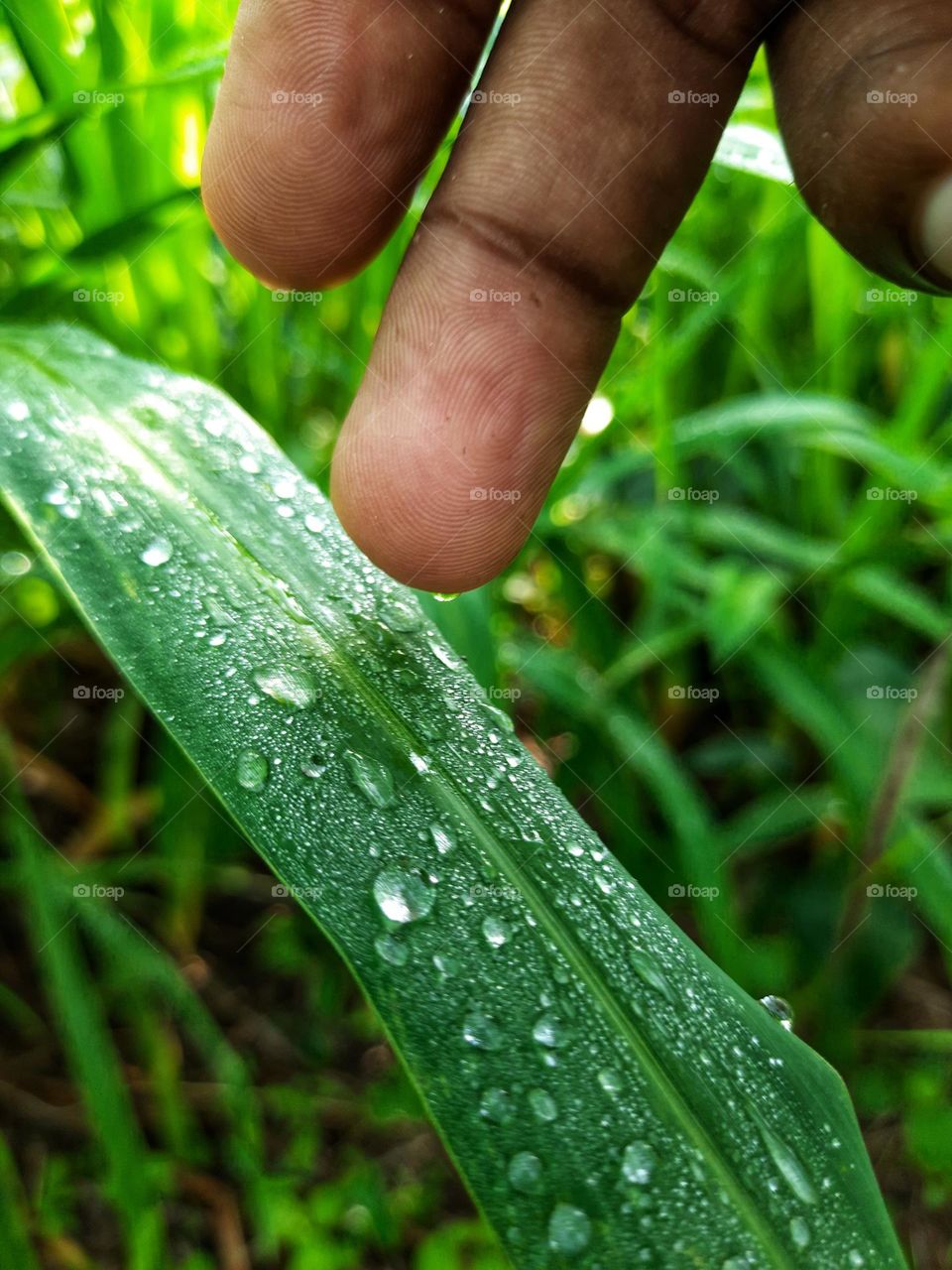 A beautiful morning in Sri Lanka with a beautiful dew drops on the grass leaf