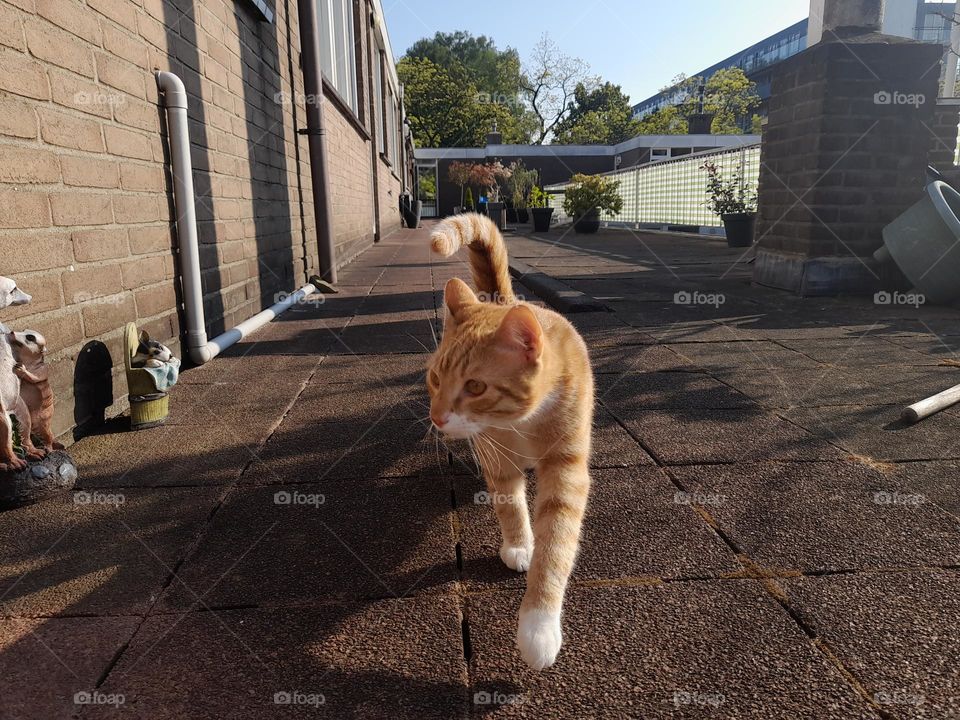 cat walks around his house