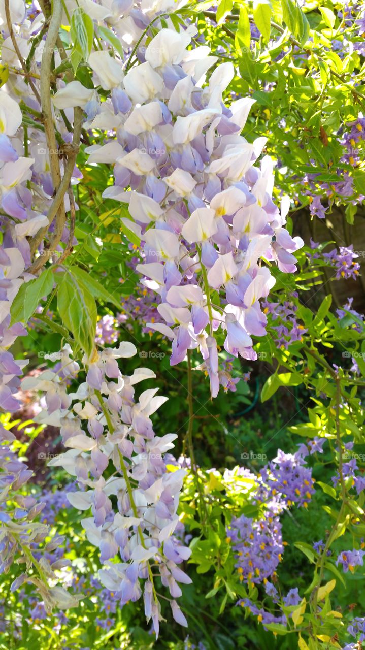 wisteria