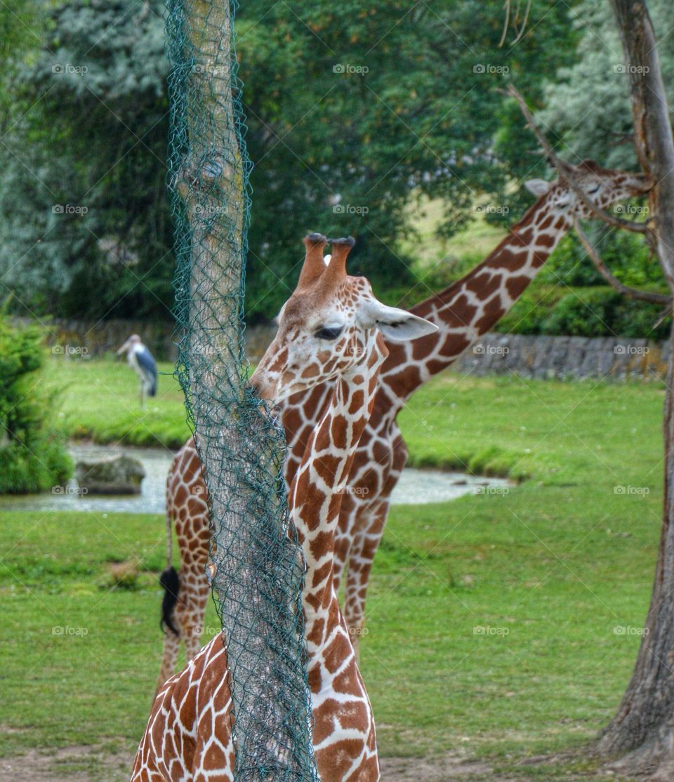 at zoo