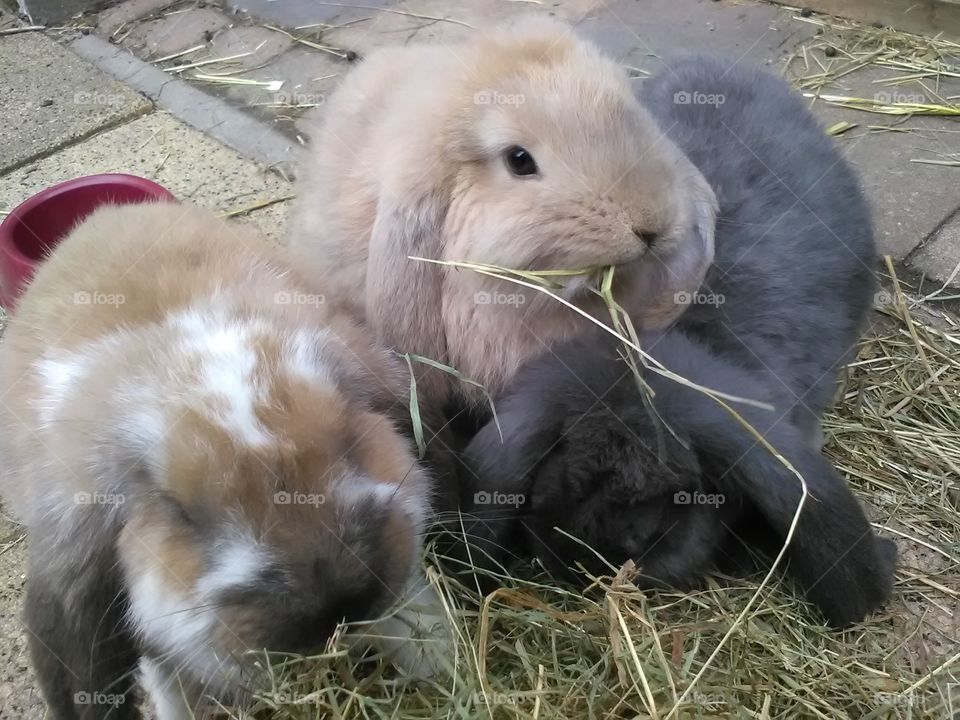 our sweet littly bunnies getting older .
the blond one you already know her shes lola. the grey one is noa and the other one is called bear