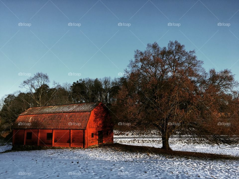 Red barn in snowy, sunlit landscape