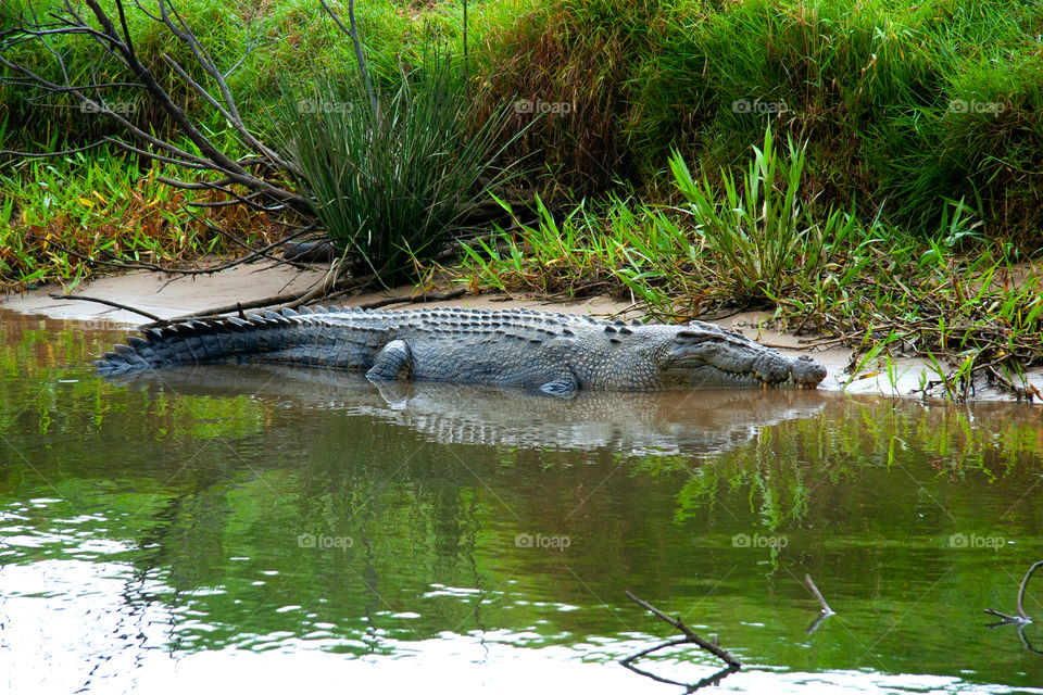 A wild crocodile lying on the river side, Australia