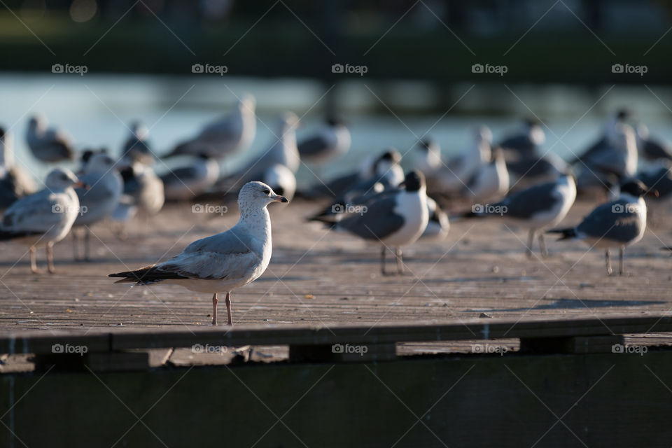 Bird, Wildlife, Seagulls, Water, No Person