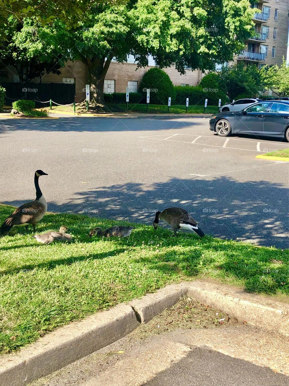 Family of geese in the parking lot 