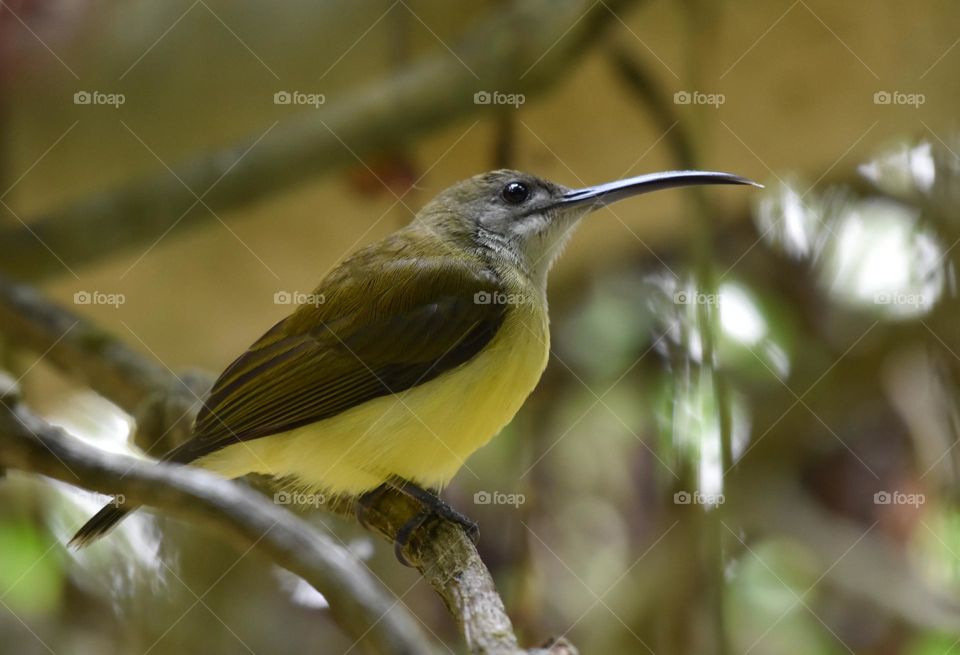 little spiderhunder bird