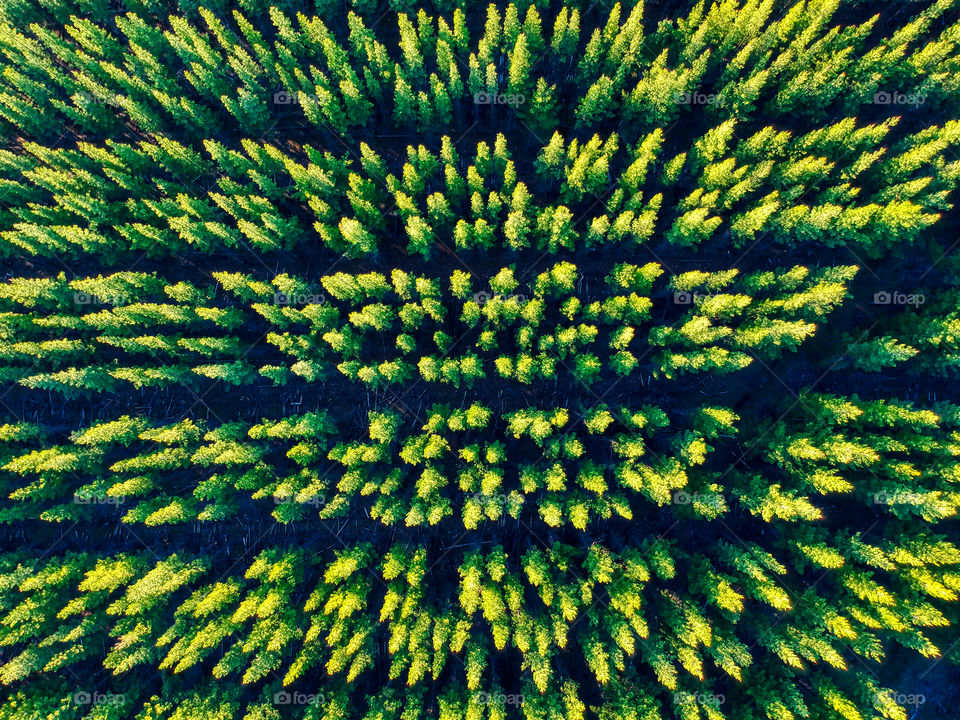 Aerial forest horizontal rows