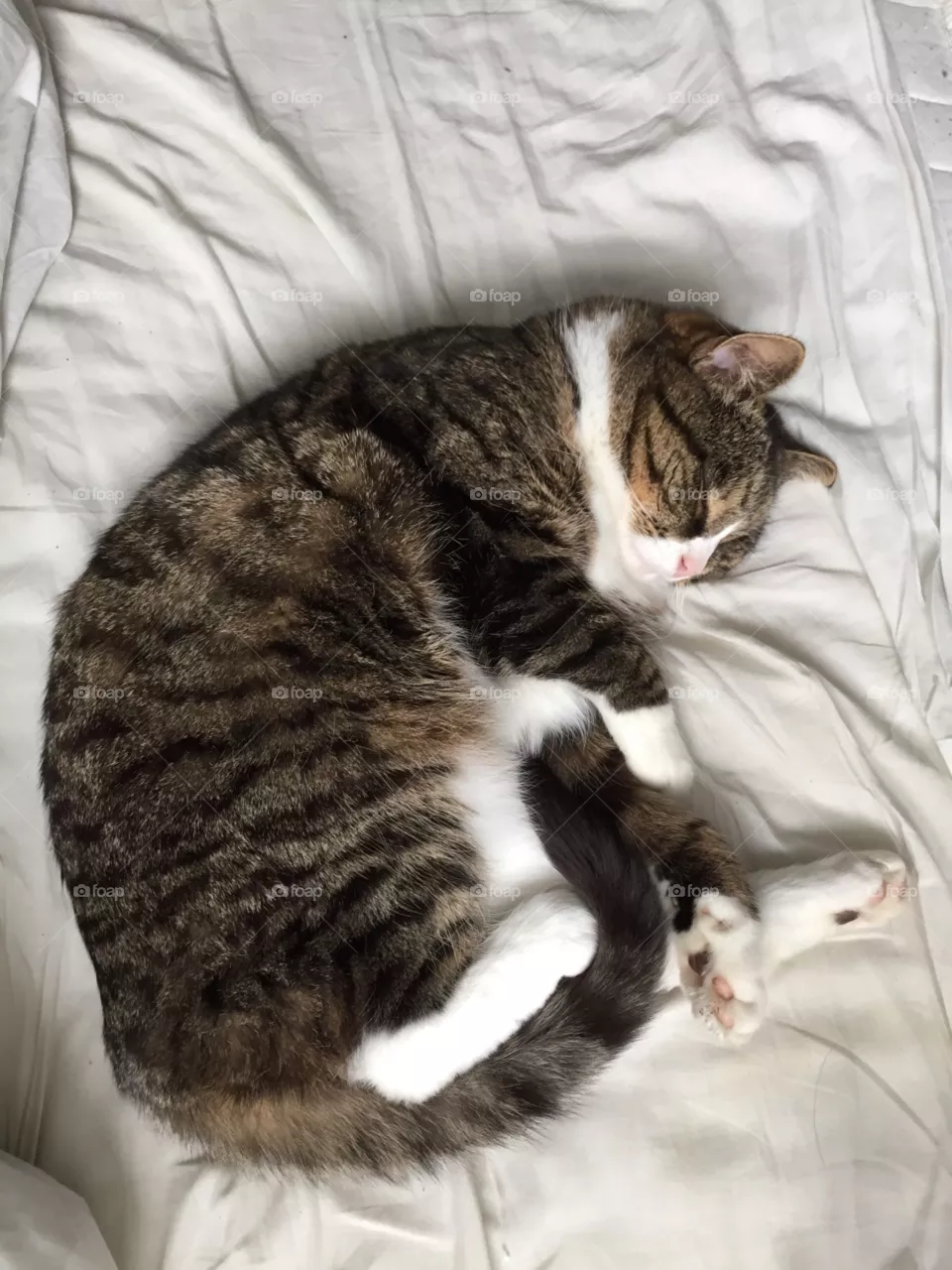 Cozy 