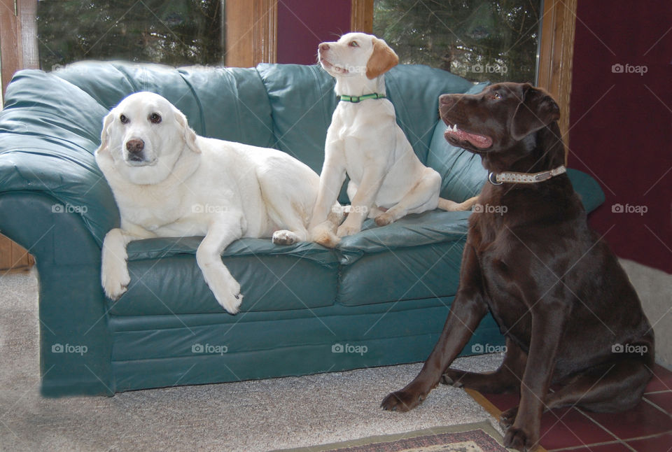 Labrador retrievers on a couch, two yellow, one chocolate 