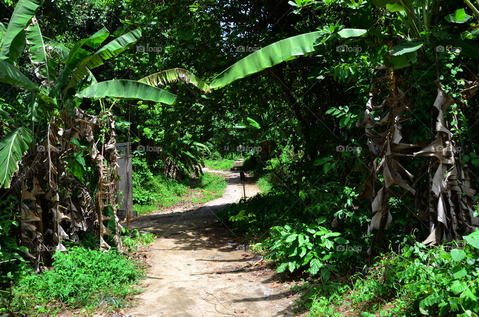 Hidden path in the jungle